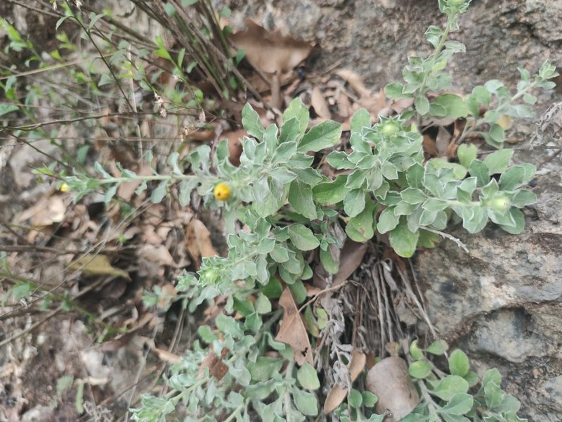 Heterotheca mucronata, photographed by Liliana Ramírez-Freire