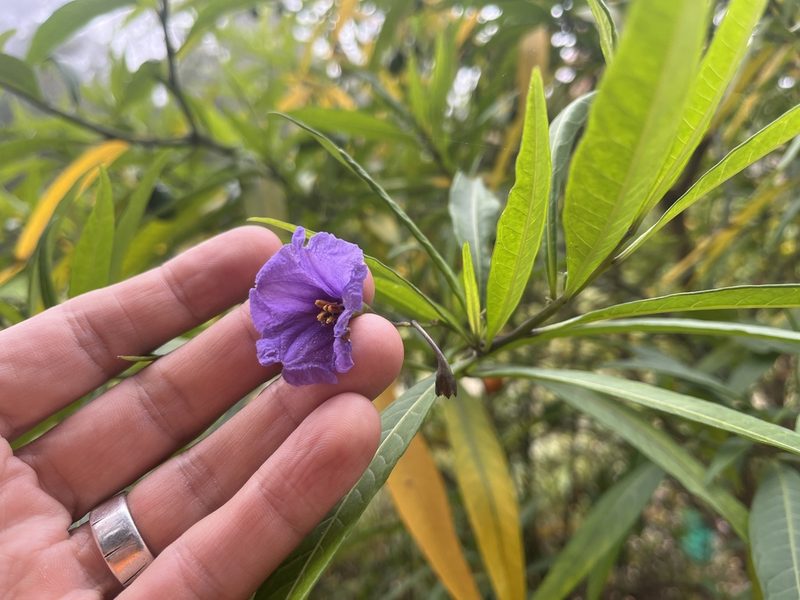 Solanum laciniatum, photographed by Jon Sullivan