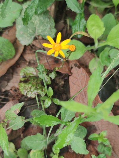 Packera coahuilensis, photographed by Liliana Ramírez-Freire