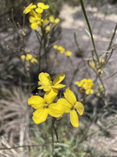 Erysimum suffrutescens, photographed by Leah Gardner