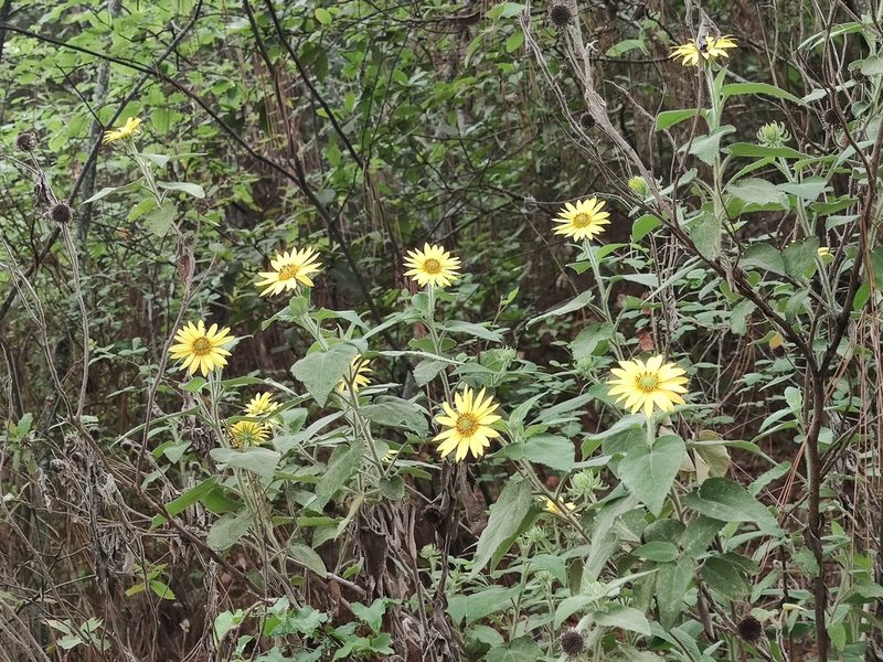 Vigethia mexicana, photographed by Liliana Ramírez-Freire