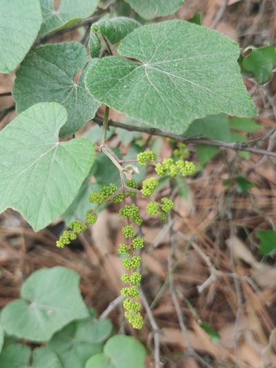 Vitis berlandieri, photographed by Liliana Ramírez-Freire