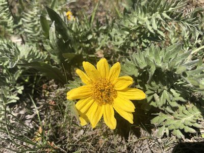 Balsamorhiza hookeri, photographed by James H. Thomas
