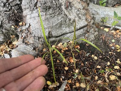 Cordyline australis, photographed by Jon Sullivan