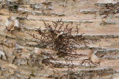 Frullania eboracensis, photographed by Steven Lamonde