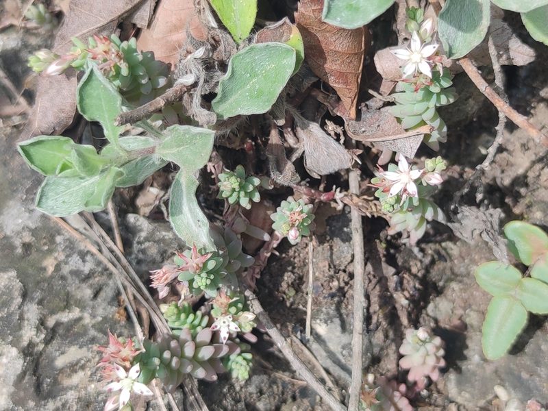 Sedum potosinum, photographed by Liliana Ramírez-Freire