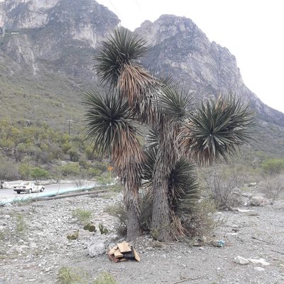 Yucca filifera, photographed by José Gerardo Velasco