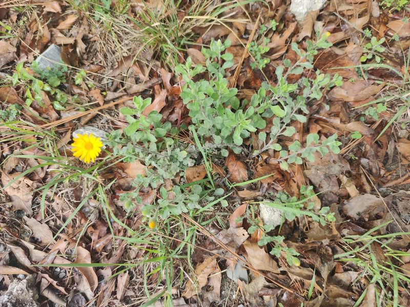 Heterotheca mucronata, photographed by Liliana Ramírez-Freire