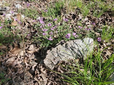 Verbena canadensis, photographed by Craig Martin