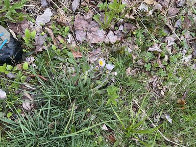 Erigeron pulchellus, photographed by Rochelle Davis