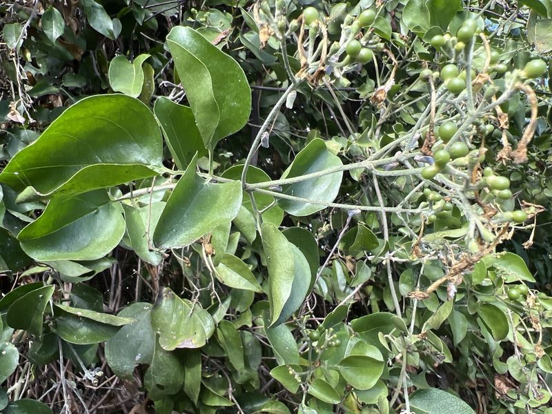 Jasminum fluminense, photographed by Alan Weakley