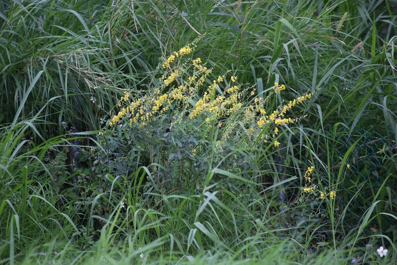 Crotalaria trichotoma, photographed by 胡正恆(Jackson Hu)