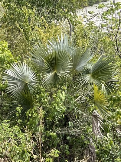 Coccothrinax alta, photographed by Alan Weakley