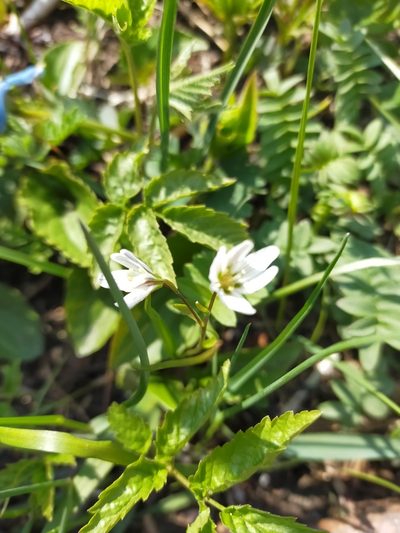 Gagea triflora, photographed by Viola Alekseeva