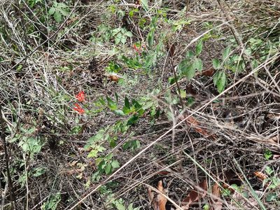 Bouvardia ternifolia, photographed by Liliana Ramírez-Freire