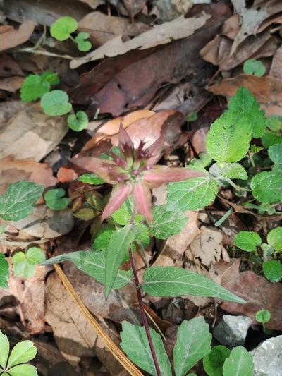Monarda pringlei, photographed by Liliana Ramírez-Freire