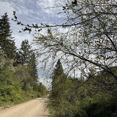 Ulmus pumila, photographed by Daryl Nolan
