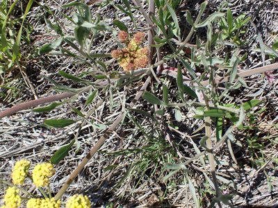 Lomatium triternatum, photographed by James H. Thomas