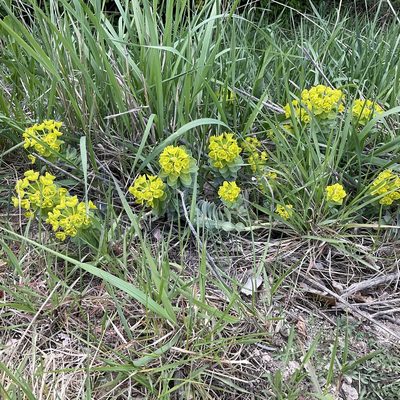 Euphorbia myrsinites, photographed by Daryl Nolan