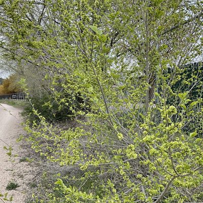 Ulmus pumila, photographed by Daryl Nolan