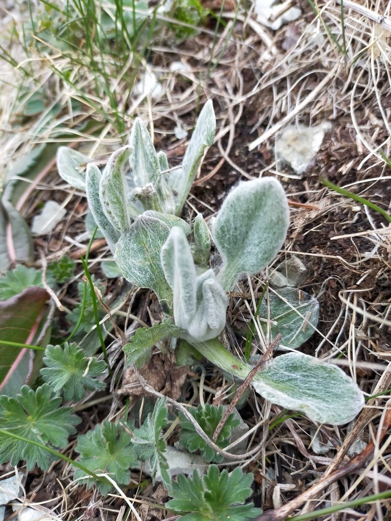 Tephroseris subscaposa, photographed by Viola Alekseeva