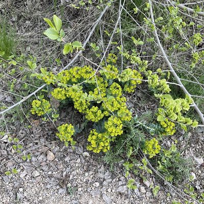 Euphorbia myrsinites, photographed by Daryl Nolan