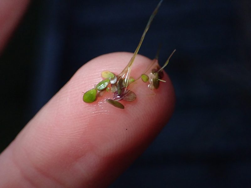 Spirodela punctata, photographed by Lisa Bennett