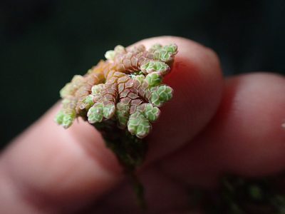 Azolla rubra