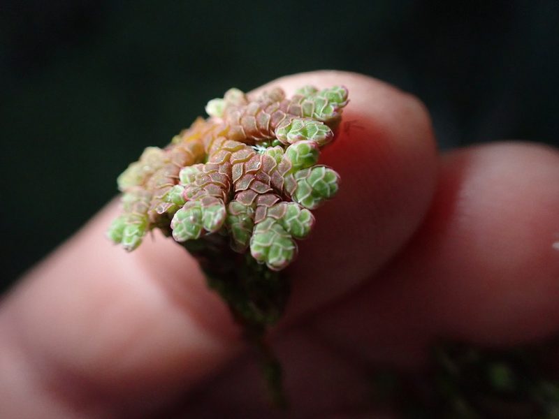 Azolla rubra, photographed by Lisa Bennett