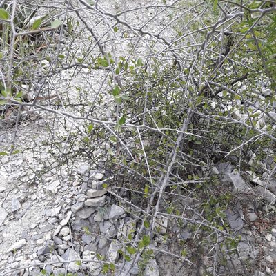 Sideroxylon celastrinum, photographed by José Gerardo Velasco