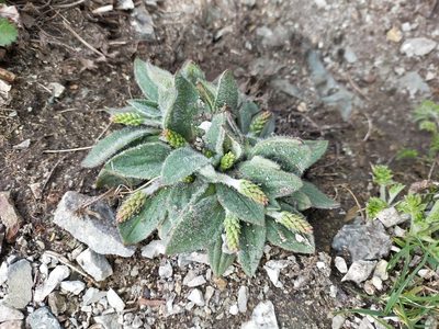 Plantago camtschatica, photographed by Viola Alekseeva
