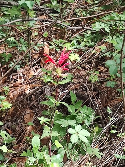 Monarda pringlei, photographed by Liliana Ramírez-Freire