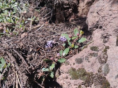Ceanothus prostratus