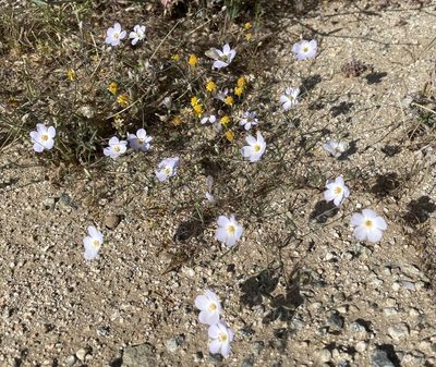 Leptosiphon liniflorus, photographed by Jesse Rorabaugh