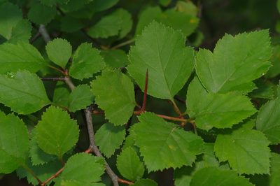 Crataegus viridis