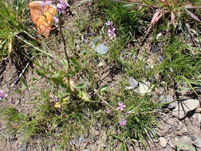 Chorispora tenella, photographed by James H. Thomas