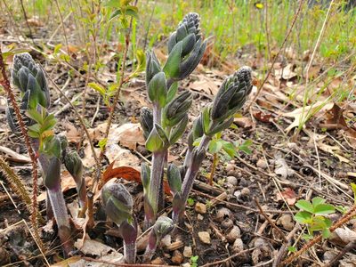 Baptisia leucophaea, photographed by Andrea Wallace