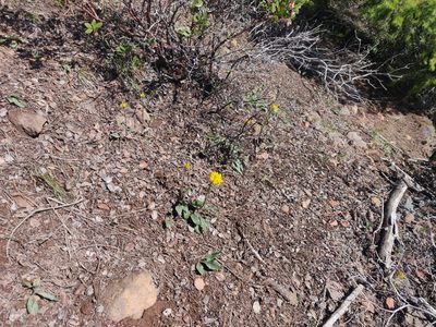 Senecio integerrimus, photographed by Alexander Wentworth