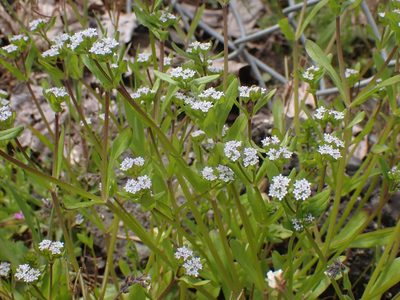 Valeriana locusta, photographed by giantcicada