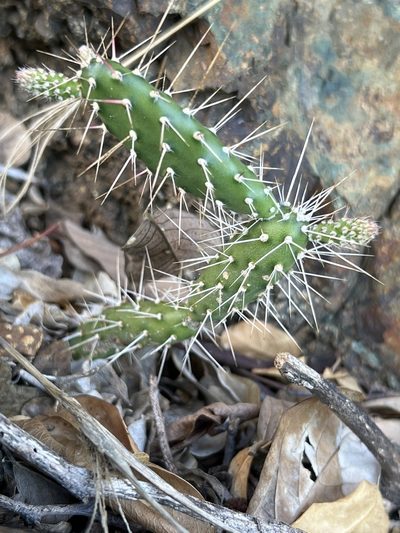 Opuntia repens, photographed by Alan Weakley