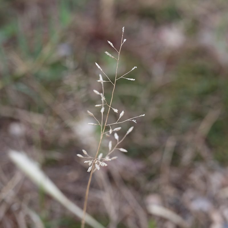 Eragrostis minor, photographed by Kym Nicolson