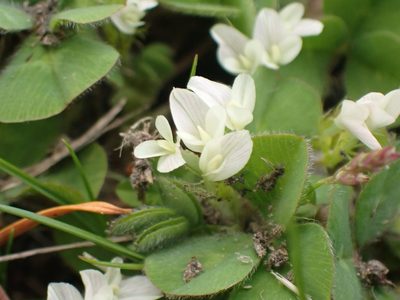 Trifolium subterraneum, photographed by giantcicada