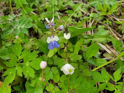 Collinsia verna, photographed by Andrea Wallace