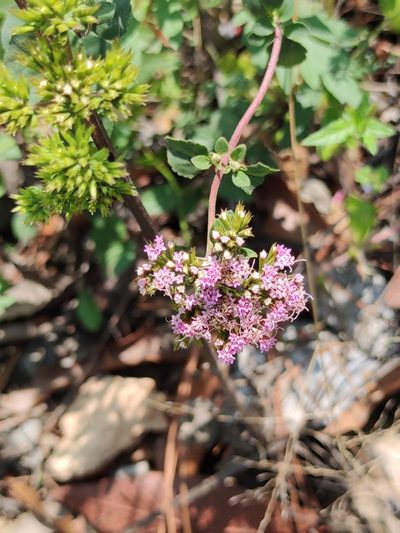 Stevia berlandieri, photographed by Liliana Ramírez-Freire
