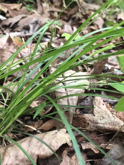 Carex willdenowii, photographed by John Kees
