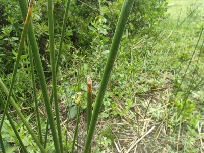 Cyperus articulatus, photographed by Augustin Soulard