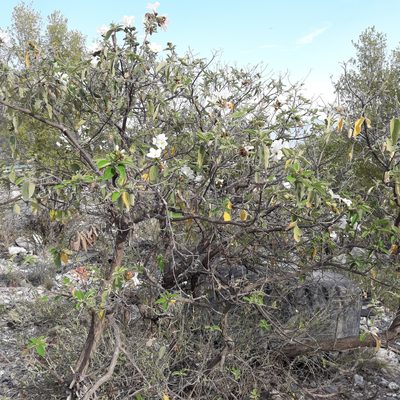 Cordia boissieri, photographed by José Gerardo Velasco