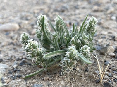 Plantago patagonica, photographed by Bobby McCabe