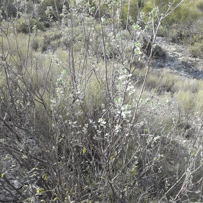 Leucophyllum frutescens, photographed by José Gerardo Velasco