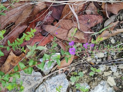 Lythrum alatum, photographed by Liliana Ramírez-Freire